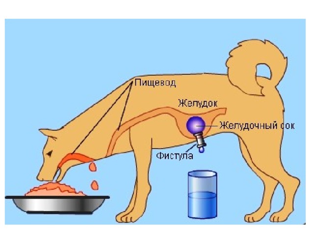 На рисунке изображена собака и одна из многочисленных установок которыми пользовался и п павлов