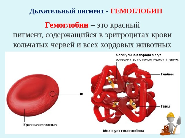 Дыхательный пигмент - ГЕМОГЛОБИН Гемоглобин  – это красный пигмент, содержащийся в эритроцитах крови кольчатых червей и всех хордовых животных 