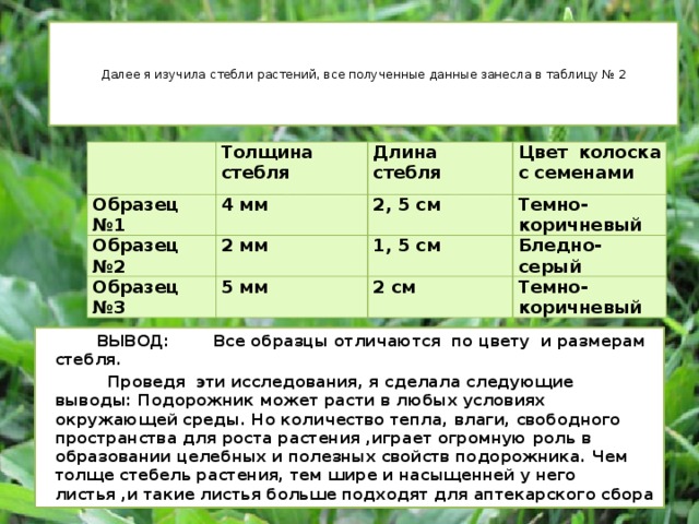 Толщина стебля. Длина черешков. Результаты исследований занесите в таблицу 1 стебель. Длина черешка, мм. Как сделать таблицу Дата номер пробирки длина стебля после полива.