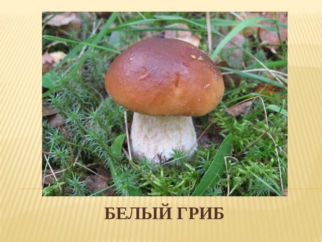 Фото грибов 3 класс
