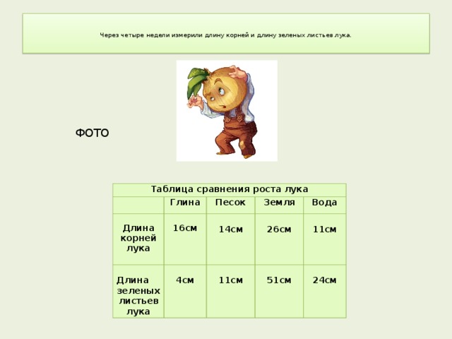   Через четыре недели измерили длину корней и длину зеленых листьев лука.   ФОТО Таблица сравнения роста лука  Глина  Длина Длина Песок   зеленых листьев  корней лука Земля 16см   лука Вода 14см 4см   11см 26см  11см 51см 24см 