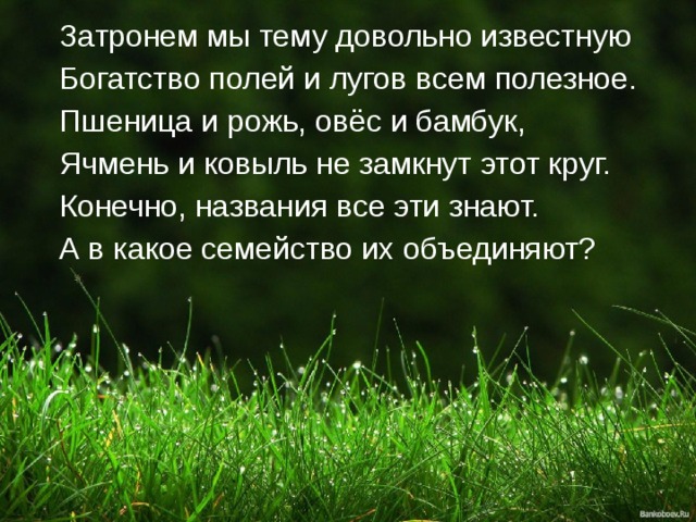 Затронем мы тему довольно известную Богатство полей и лугов всем полезное. Пшеница и рожь, овёс и бамбук, Ячмень и ковыль не замкнут этот круг. Конечно, названия все эти знают. А в какое семейство их объединяют? 