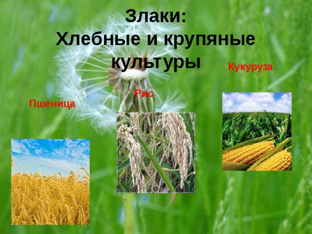 Злаки:  Хлебные и крупяные культуры Кукуруза Рис Пшеница 