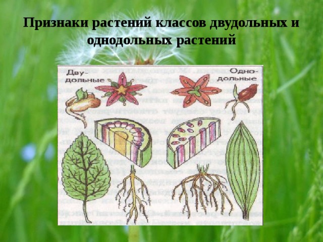 Признаки растений классов двудольных и однодольных растений 