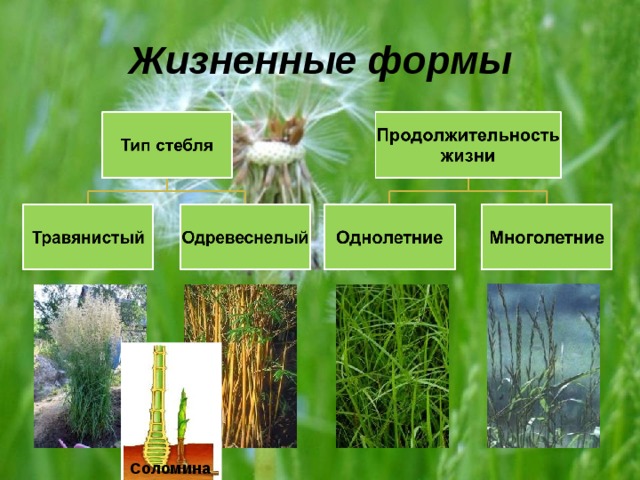 Жизненные формы злаковых. Семейство злаковые жизненные формы.