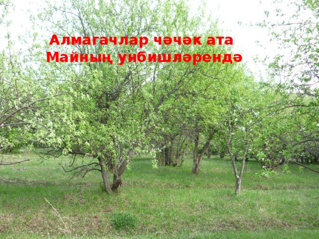 Алмагачлар чәчәк ата  Майның унбишләрендә 
