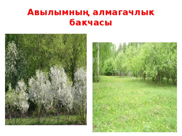 Авылымның алмагачлык бакчасы 