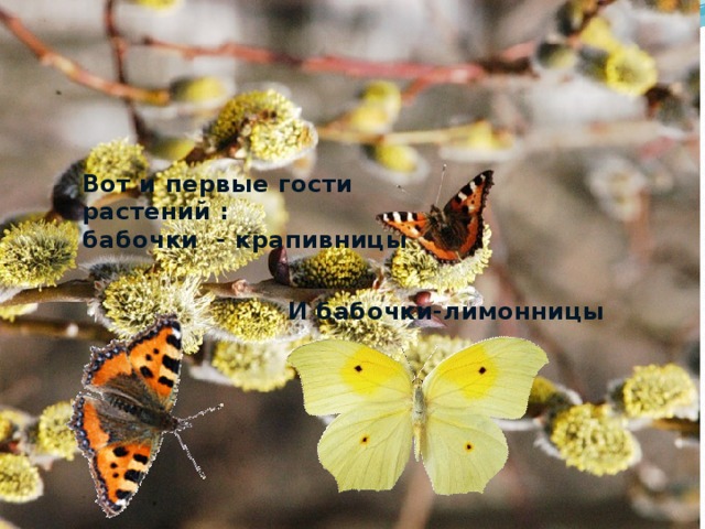 Вот и первые гости растений : бабочки - крапивницы И бабочки-лимонницы 