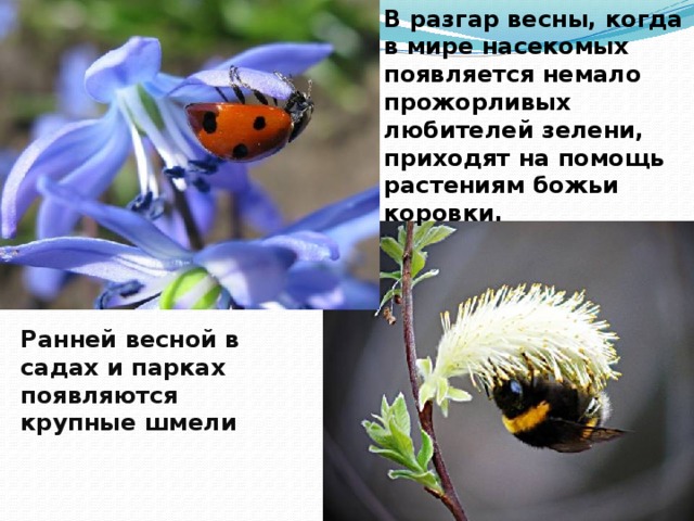 В разгар весны, когда в мире насекомых появляется немало прожорливых любителей зелени, приходят на помощь растениям божьи коровки. Ранней весной в садах и парках появляются крупные шмели 