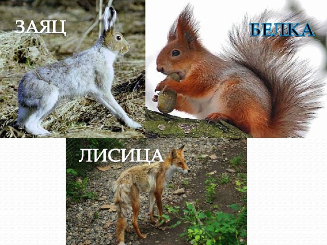 А эти животные начинают менять свою зимнюю теплую шубу на новую, чтобы быть незаметными в лесу. 