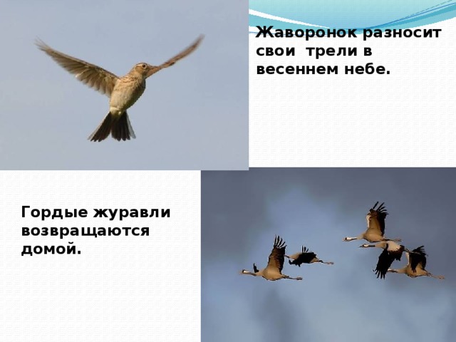 Жаворонок разносит свои трели в весеннем небе. Гордые журавли возвращаются домой. 