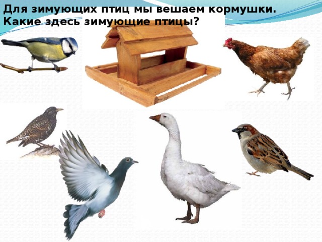 Для зимующих птиц мы вешаем кормушки. Какие здесь зимующие птицы? 
