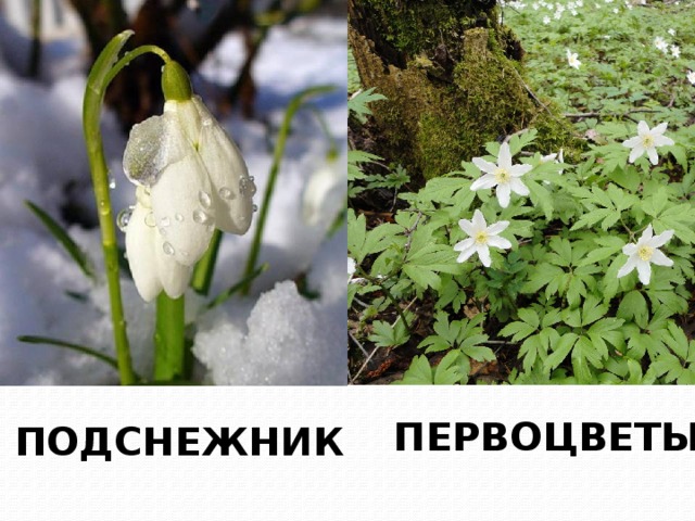 Вспомните название этих весенних цветов. ПЕРВОЦВЕТЫ ПОДСНЕЖНИК 