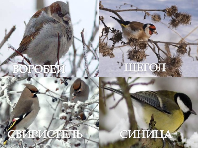 По-весеннему начинают петь птицы, которые пережили долгую, голодную зиму. 