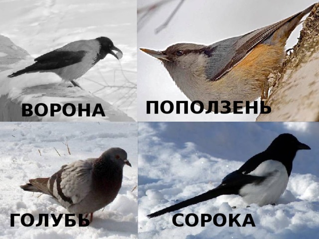 ПОПОЛЗЕНЬ ВОРОНА ГОЛУБЬ СОРОКА  