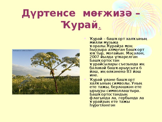 Дүртенсе мөғжизә – Ҡурай . Ҡурай – башҡорт халҡының милли музыка ҡоралы.Ҡурайҙа моң һыҙҙыра алмаған башҡорт юҡтыр, моғайын. Мәҫәлән, 2007 йылда үткәрелгән Башҡортостан ҡурайсылары съезында иң бәләкәй башҡарыусыға 6 йәш, иң өлкәненә 83 йәш ине. Ҡ урай үләне башҡорт халҡының символы. Уның ете тажы, берләшкән ете ырыуҙы символлаштыра. Башҡортостандың флагында ла, гербында ла ҡурайҙың ете тажы һүрәтләнгән   