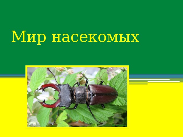  Мир насекомых 