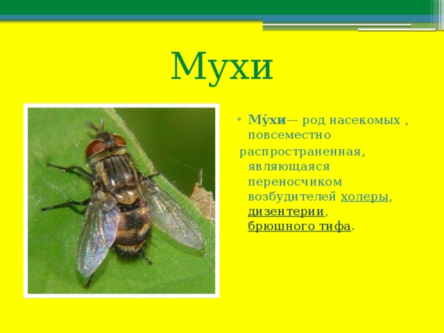Мухи Му́хи — род насекомых , повсеместно  распространенная, являющаяся переносчиком возбудителей  холеры ,  дизентерии ,  брюшного тифа . 