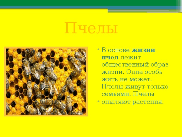Пчелы В основе  жизни пчел  лежит общественный образ жизни. Одна особь жить не может. Пчелы живут только семьями. Пчелы опыляют растения . 