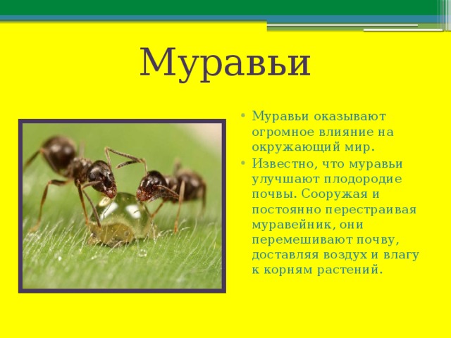 Муравьи Муравьи оказывают огромное влияние на окружающий мир. Известно, что муравьи улучшают плодородие почвы. Сооружая и постоянно перестраивая муравейник, они перемешивают почву, доставляя воздух и влагу к корням растений. 