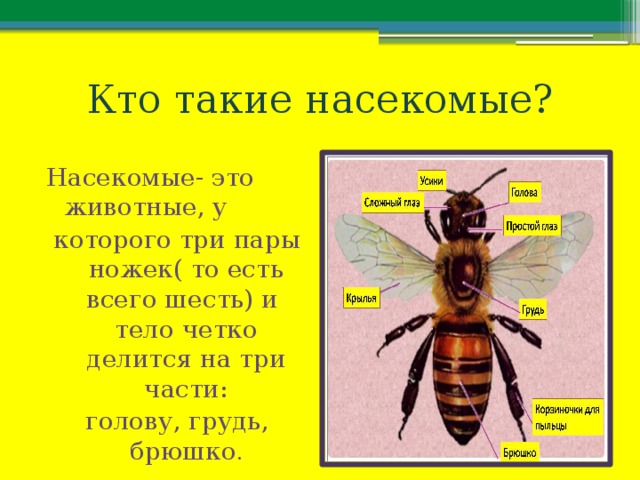 Кто такие насекомые? Насекомые- это животные, у которого три пары ножек( то есть всего шесть) и тело четко делится на три части: голову, грудь, брюшко . 