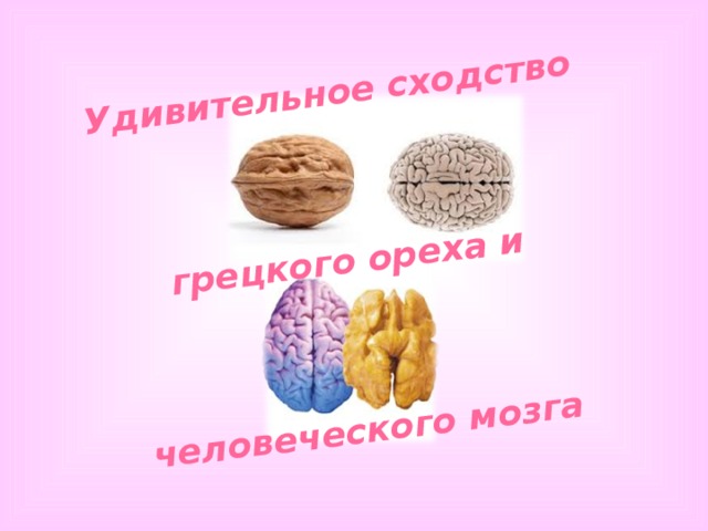 Грецкие орехи похожи на мозги. Сходство грецкого ореха с мозгом. Человеческий мозг и грецкий орех. Грецкий орех похож на мозг. Ядро грецкого ореха Схожесть с мозгом.