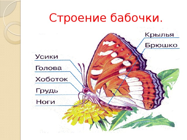 Части тела бабочки картинка