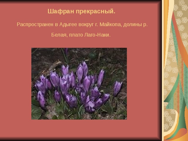 Шафран прекрасный.    Распространен в Адыгее вокруг г. Майкопа, долины р. Белая, плато Лаго-Наки.
