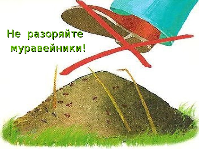 Не разоряйте  муравейники! 
