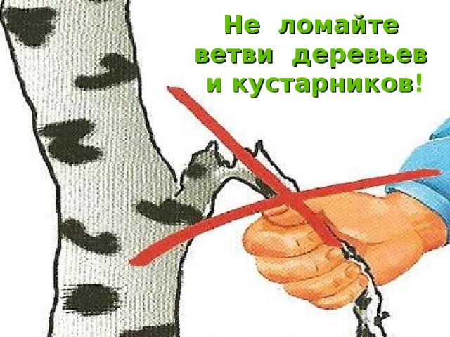 Не ломайте ветви деревьев и кустарников ! 