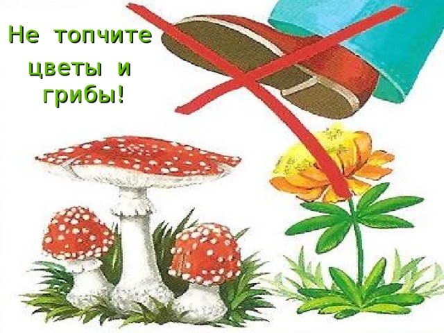 Не топчите цветы и грибы! 