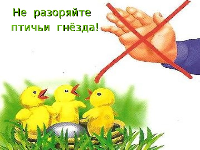 Не разоряйте птичьи гнёзда! 