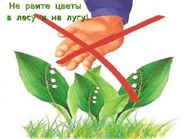Не рвите цветы  в лесу и на лугу! 