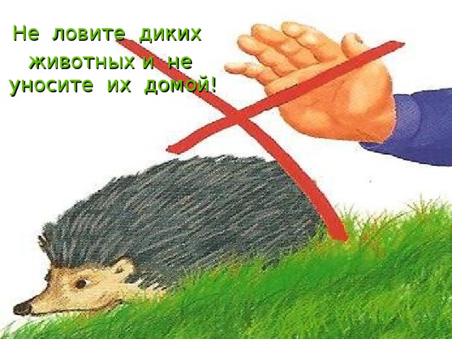 Не ловите диких животных и не уносите их домой! 