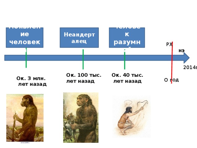 О год Появление человека Человек разумный Неандерталец РХ нэ 2014г. Ок. 40 тыс. Ок. 100 тыс.  лет назад лет назад Ок. 3 млн.  лет назад 
