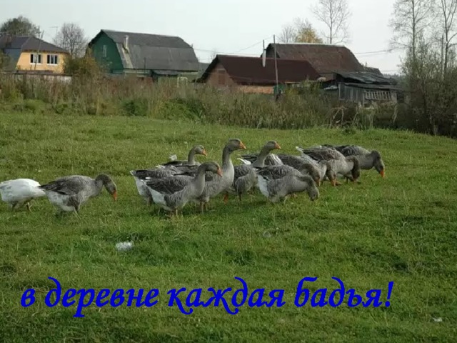 Моя Мещера заповедна: 