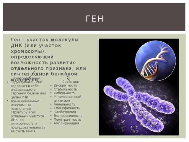 Презентация на тему генетика человека