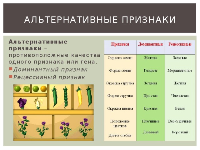 альтернативные признаки Альтернативные признаки  – противоположные качества одного признака или гена. Доминантный признак Рецессивный признак  