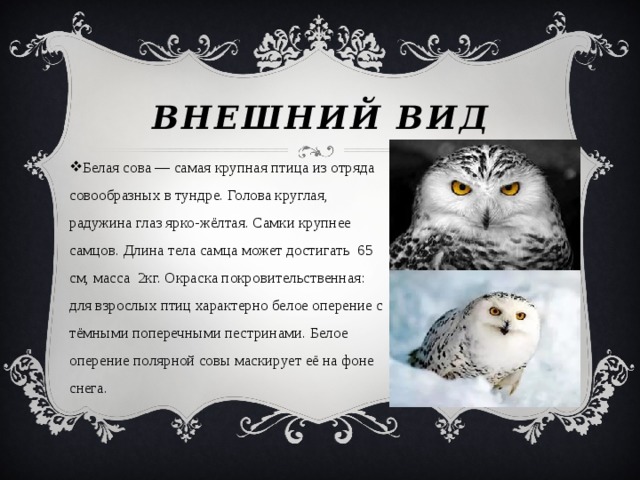 Текст про сову. Информация о сове. Описание Совы. Белая Сова описание. Информация о белой сове.