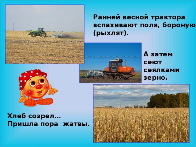 Ранней весной трактора вспахивают поля, боронуют (рыхлят). А затем сеют сеялками зерно. Хлеб созрел… Пришла пора жатвы. 