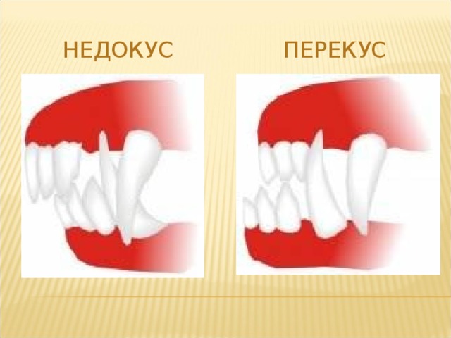 У собаки перекус рисунок