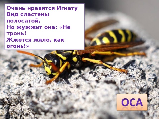 Очень нравится Игнату  Вид сластены полосатой,  Но жужжит она: «Не тронь!  Жжется жало, как огонь!» 