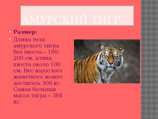 Амурский тигр Размер: Длина тела амурского тигра без хвоста – 160-200 см, длина хвоста около 100 см. Вес взрослого животного может достигать 300 кг. Самая большая масса тигра – 384 кг. 