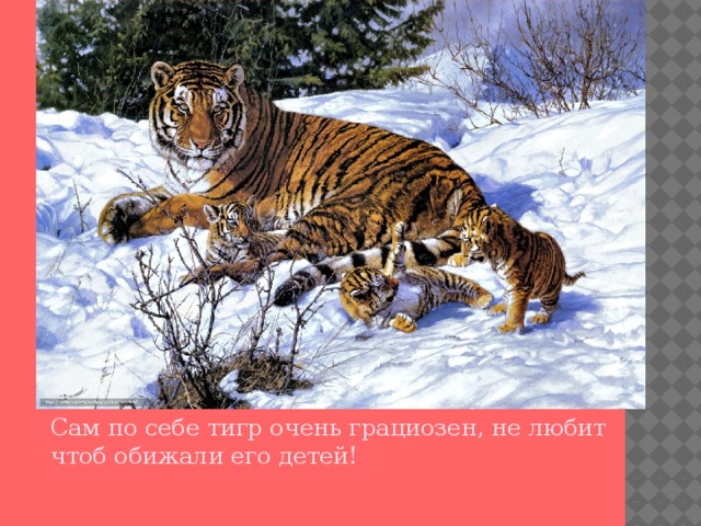 Сам по себе тигр очень грациозен, не любит чтоб обижали его детей! 