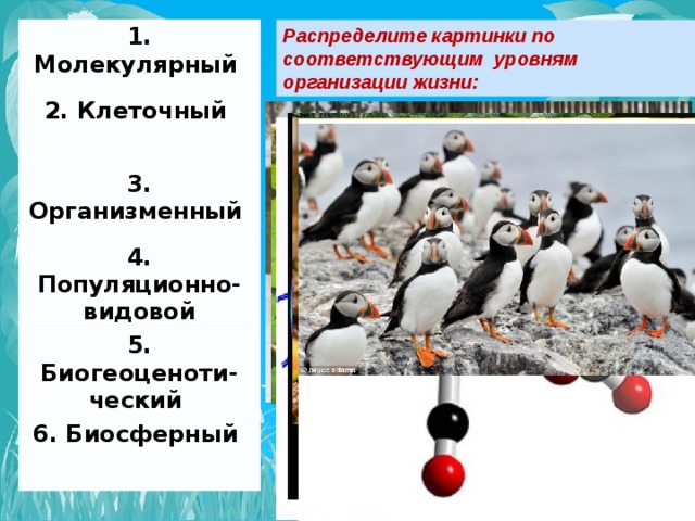 Популяционно-видовой уровень организации жизни. Лестница жизни биология 9 класс проект. Лестница жизни биология.