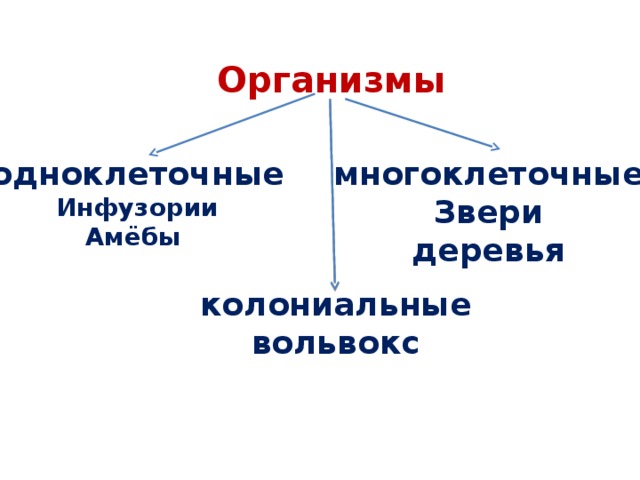 Индивид биологический организм