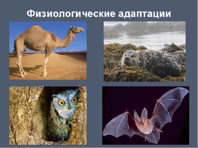 Презентация на тему адаптации животных
