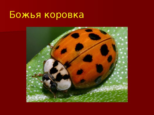 Презентация к открытому занятию. "Выполнение божьей коровки из бисера, на одном
