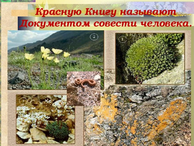 Красную Книгу называют Документом совести человека. 