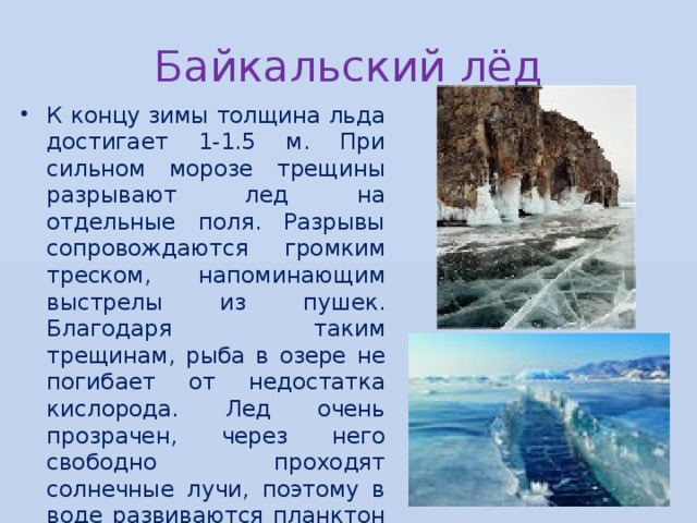 Байкальский лёд К концу зимы толщина льда достигает 1-1.5 м. При сильном морозе трещины разрывают лед на отдельные поля. Разрывы сопровождаются громким треском, напоминающим выстрелы из пушек. Благодаря таким трещинам, рыба в озере не погибает от недостатка кислорода. Лед очень прозрачен, через него свободно проходят солнечные лучи, поэтому в воде развиваются планктон и одноклеточные водоросли. Они в сворю очередь тоже обогащают воду кислородом. 